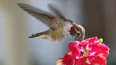 Animals Birds hummingbirds