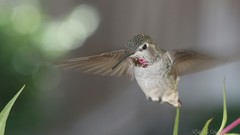 Animals Birds hummingbirds