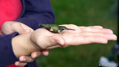 Animals Birds hummingbirds