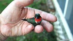 Animals Birds hummingbirds