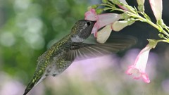 Animals Birds hummingbirds