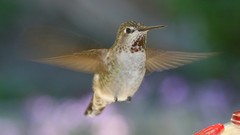 Animals Birds hummingbirds