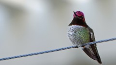 Animals Birds hummingbirds