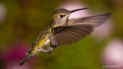Animals Birds hummingbirds