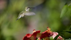 Animals Birds hummingbirds
