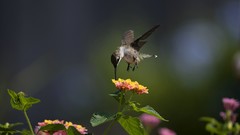 Animals Birds hummingbirds