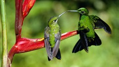 Animals Birds hummingbirds