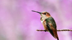 Animals Birds hummingbirds