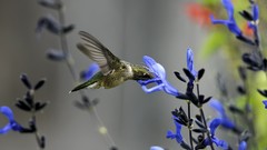 Animals Birds hummingbirds blue flowers