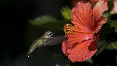 Animals Birds hummingbirds hibiscus
