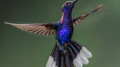Animals Birds hummingbirds iridescence
