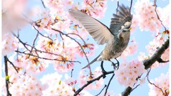 Animals Birds Japan