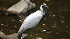 Animals Birds Japan Cranes