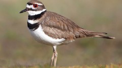 Animals Birds Killdeer