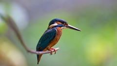 Animals Birds kingfisher