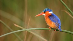 Animals Birds kingfisher
