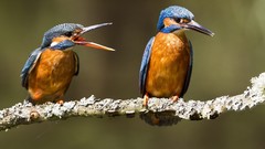 Animals Birds kingfisher