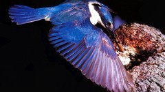 Animals Birds kingfisher feeding sacred baby birds
