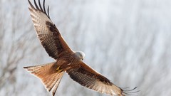 Animals Birds kite raptors