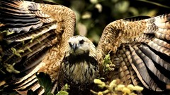 Animals Birds lifestyle