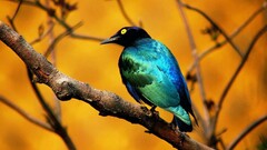 Animals Birds nature