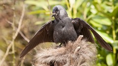 Animals Birds nest blurred background