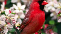 Animals Birds Northern Cardinal