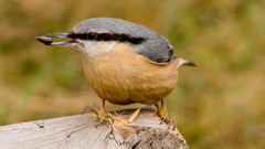 Animals Birds Nuthatch