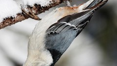 Animals Birds Nuthatch
