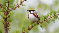 Animals Birds Orioles