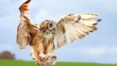 Animals Birds Owls