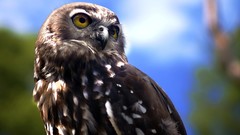Animals Birds Owls