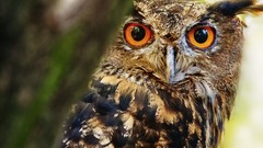 Animals Birds Owls