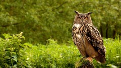 Animals Birds Owls