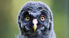 Animals Birds Owls