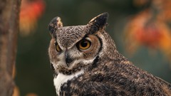 Animals Birds Owls