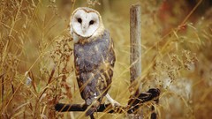 Animals Birds Owls