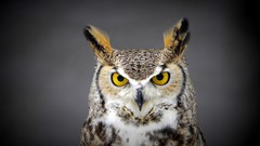 Animals Birds Owls