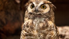 Animals Birds Owls