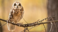 Animals Birds Owls