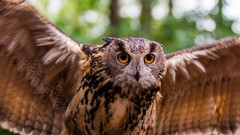 Animals Birds Owls