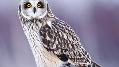 Animals Birds Owls