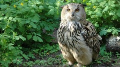 Animals Birds Owls
