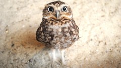 Animals Birds Owls