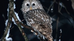 Animals Birds Owls