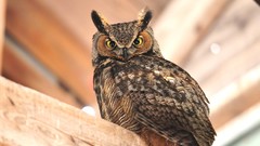 Animals Birds Owls