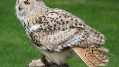 Animals Birds Owls