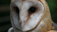 Animals Birds Owls barn owl
