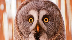 Animals Birds Owls portraits