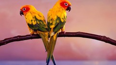 Animals Birds parakeets sun conure